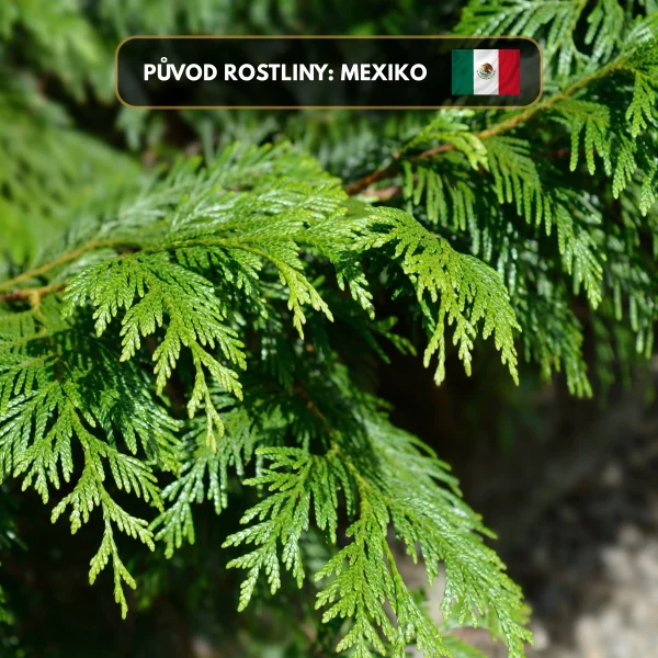 Sušený Cedr (Svazek 11cm)