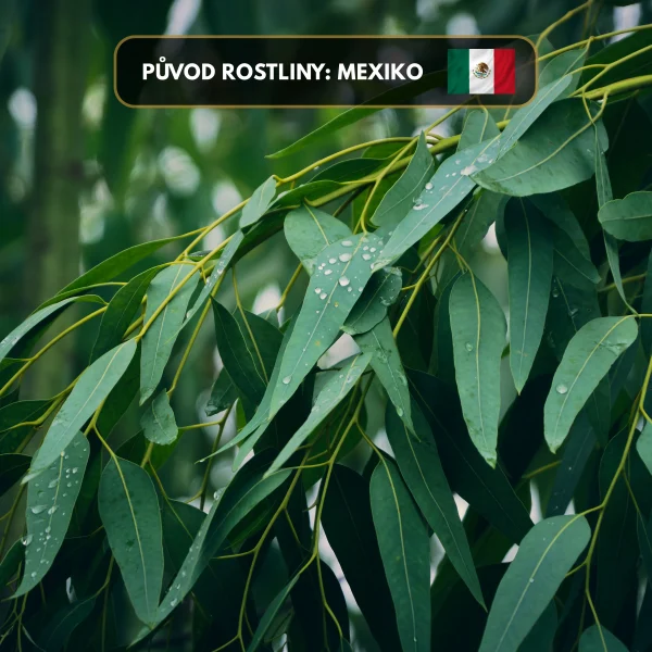 Sušený Eukalyptus (Svazek 11cm) do meditace