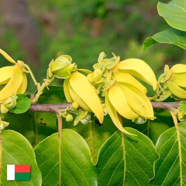 Olej Ylang Ylang do svíček