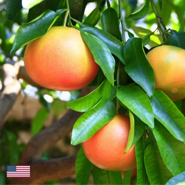 Grapefruitový olej do svíček
